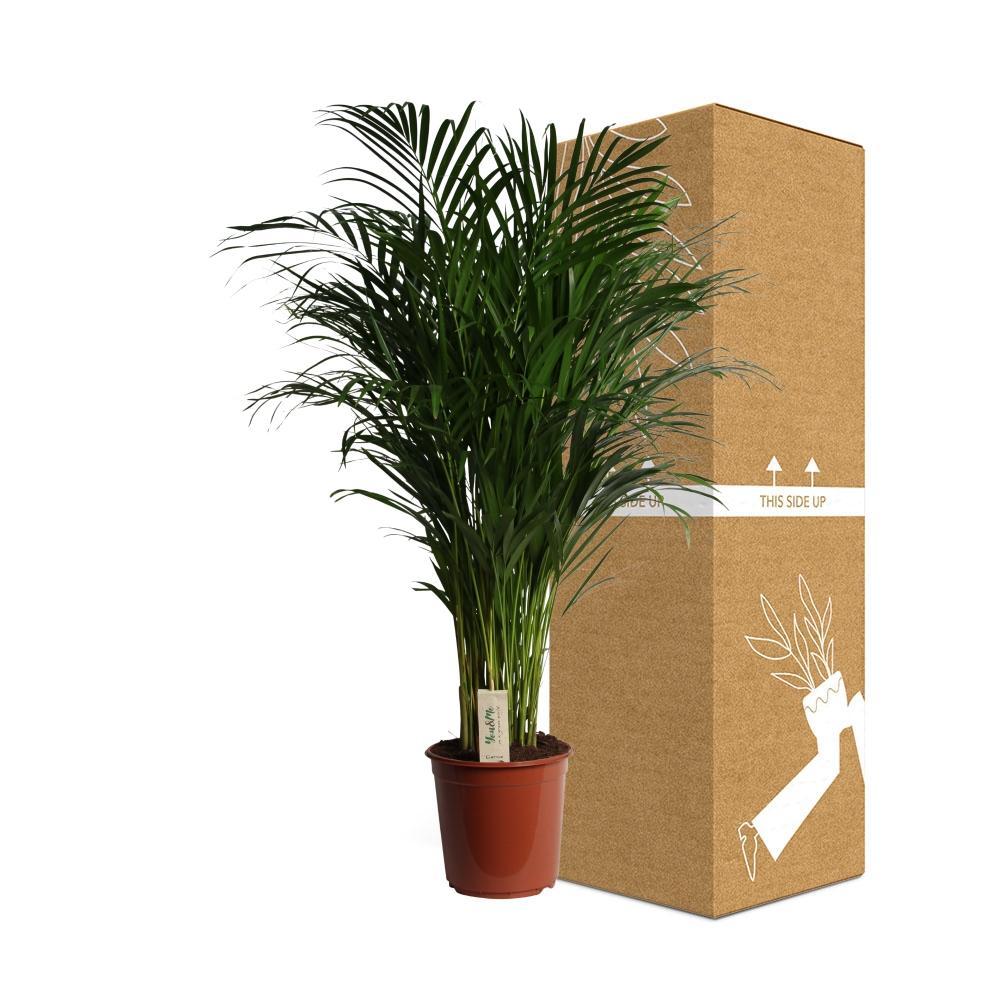 Plante d'intérieur - dypsis lutescens 120.0cm