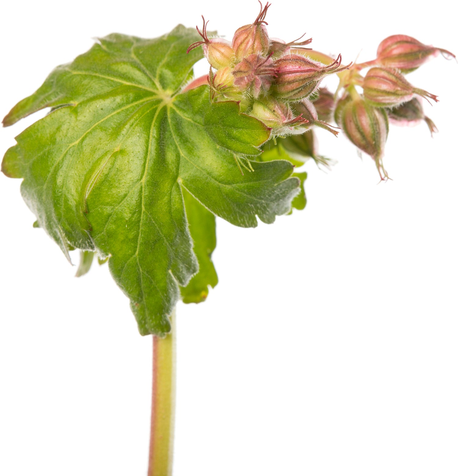 Ooievaarsbek (Geranium macrorrhizum 'Czakor') D 11 H 10 cm