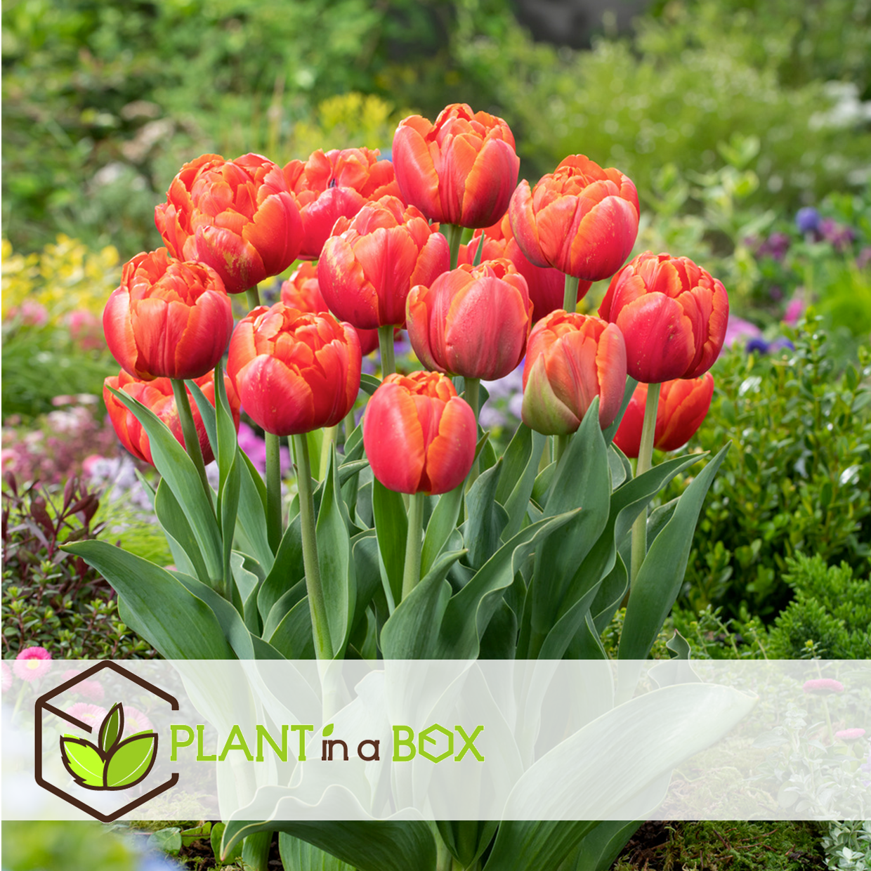 Tulipa icoon - bulbes à fleurs x21 - tulipe - rouge