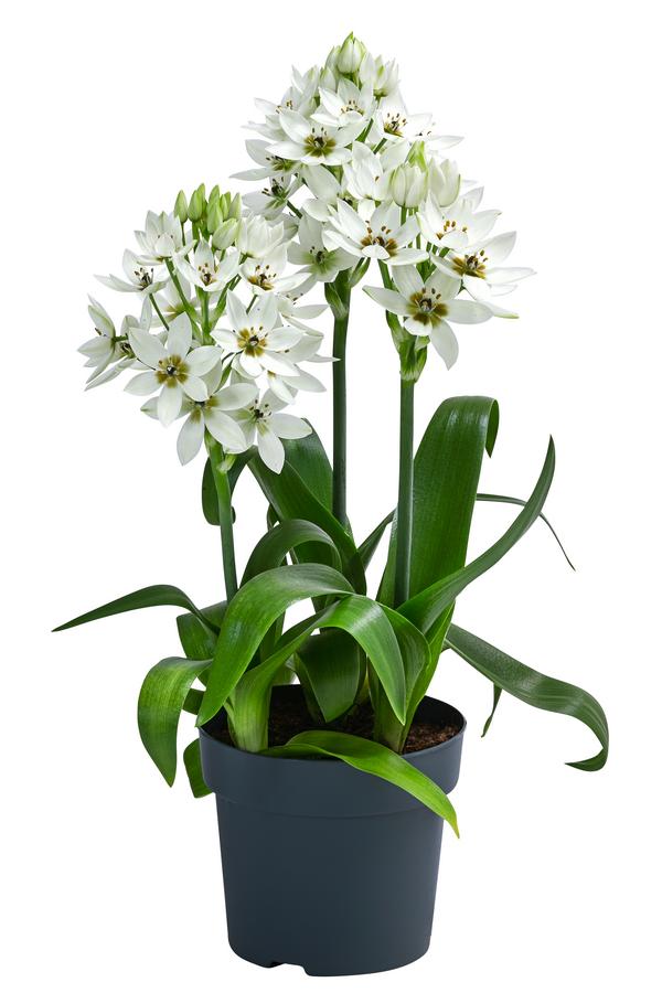 Garten-Milchstern - Ornithogalum thyrsoides