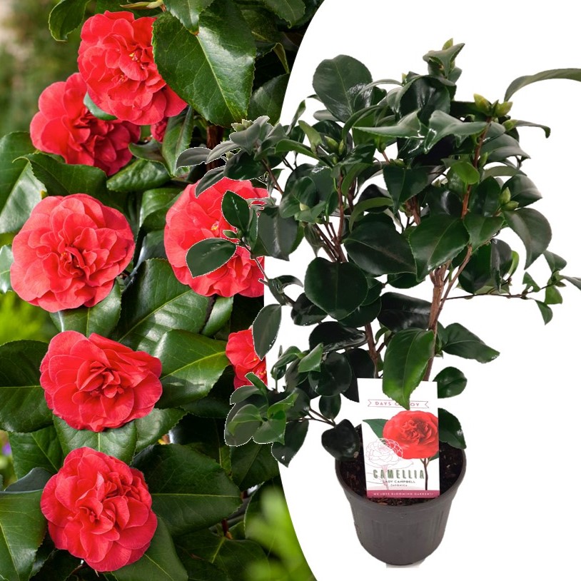 Camellia japonica lady campbell - rose - pot 15cm - hauteur 50-60cm