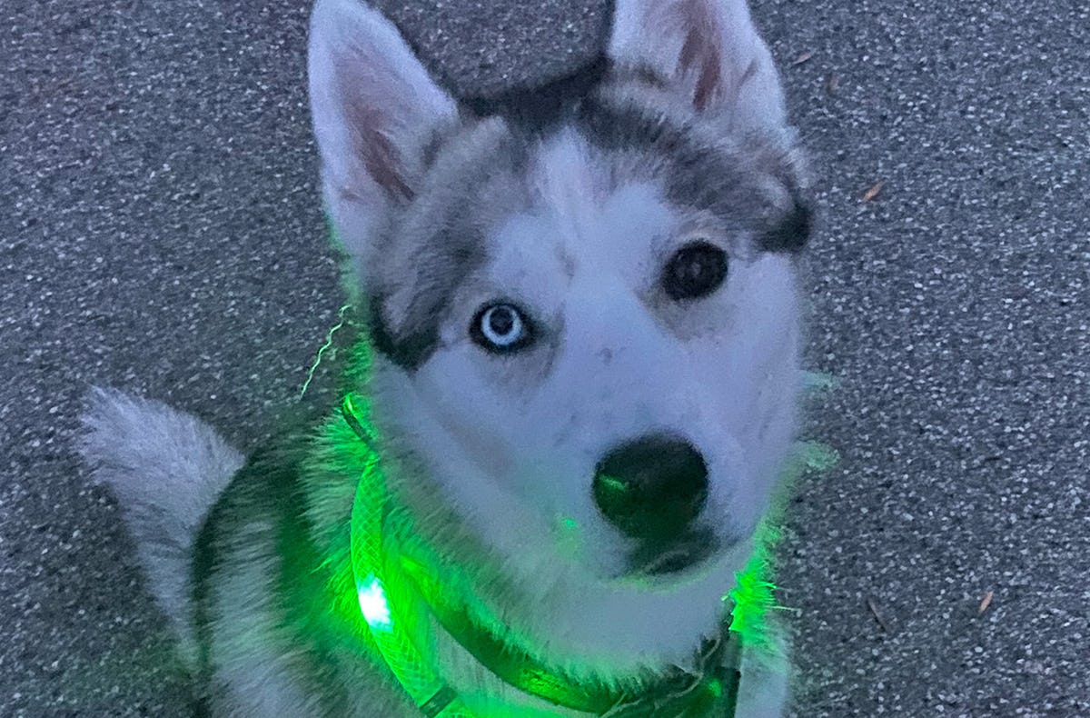 Husky Nachtwanderung Neuschwanstein