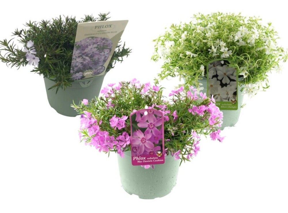 MOSEFLOX ULIKE FARGER KRUKKE 17 CM