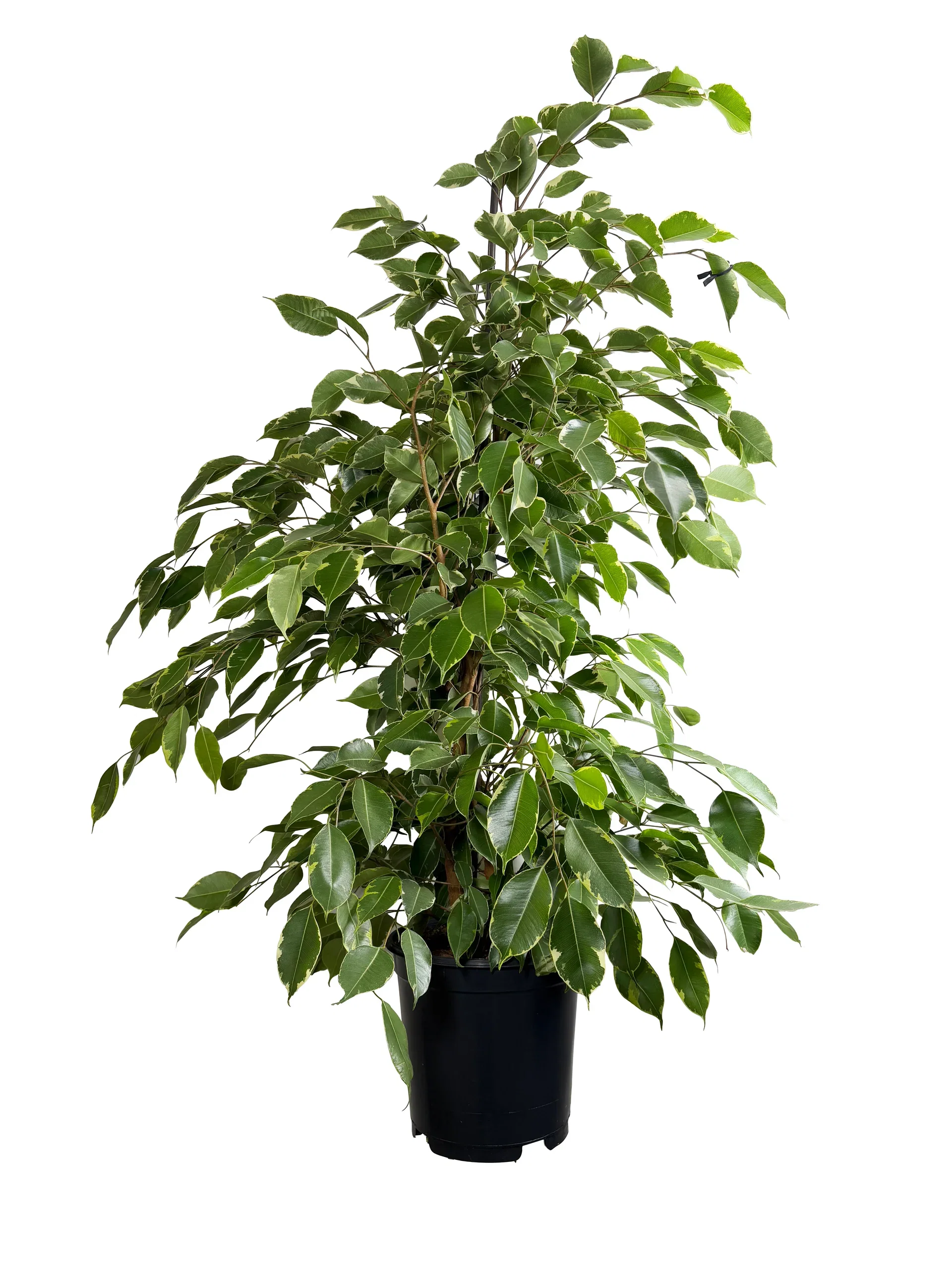 Ficus benjamina 'Golden King' Bjørkefiken 'Golden King' Høyde 115 cm