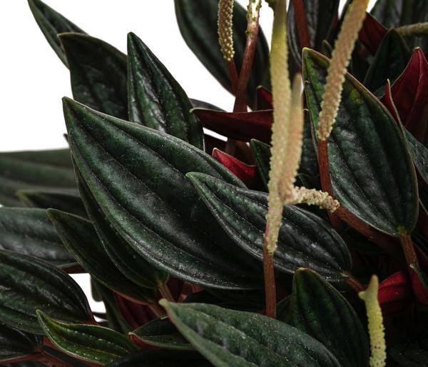 Bio Peperomie - Peperomia caperata 'Rosso'