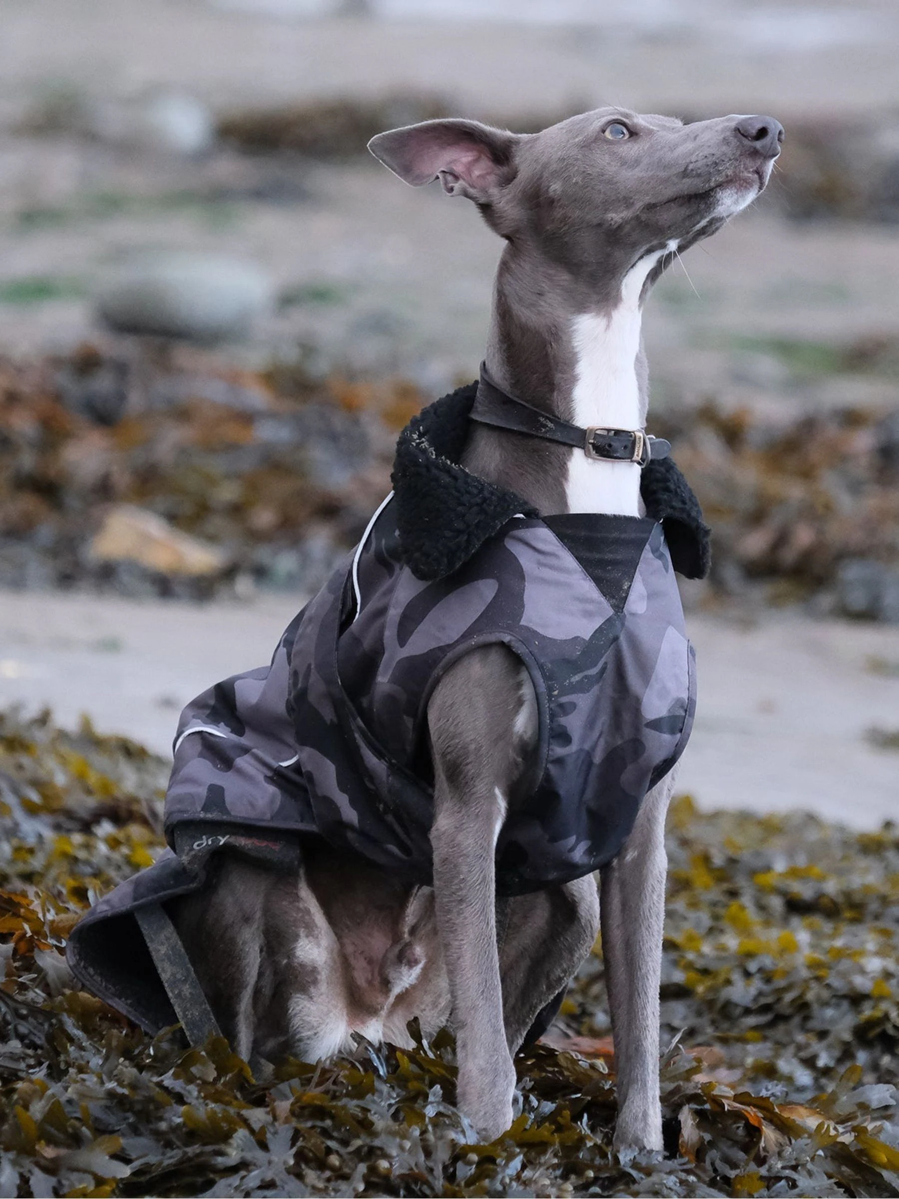 dryrobe Dog Jacket