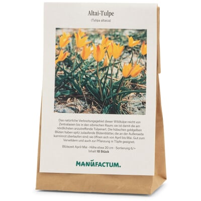 Blumenzwiebeln Altai-Tulpe