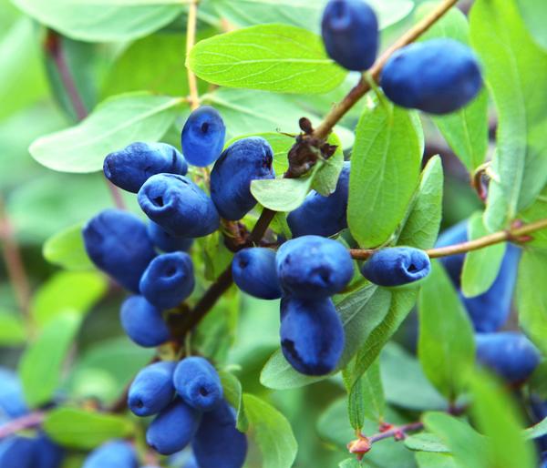 Honigbeere 'Polina'