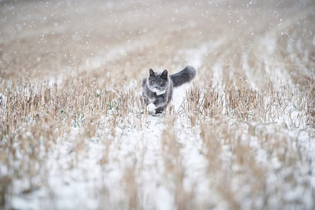 Lilcat GPS-tracker til katte
