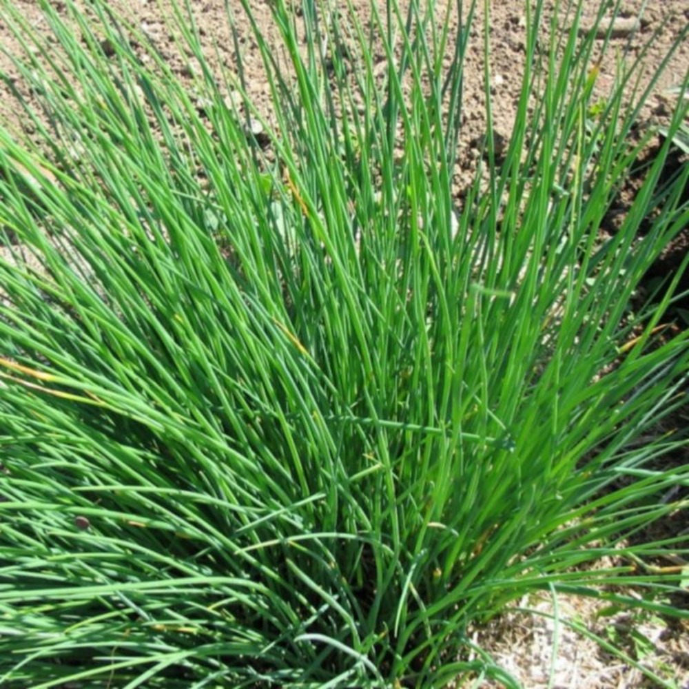 Plant ciboulette staro bio