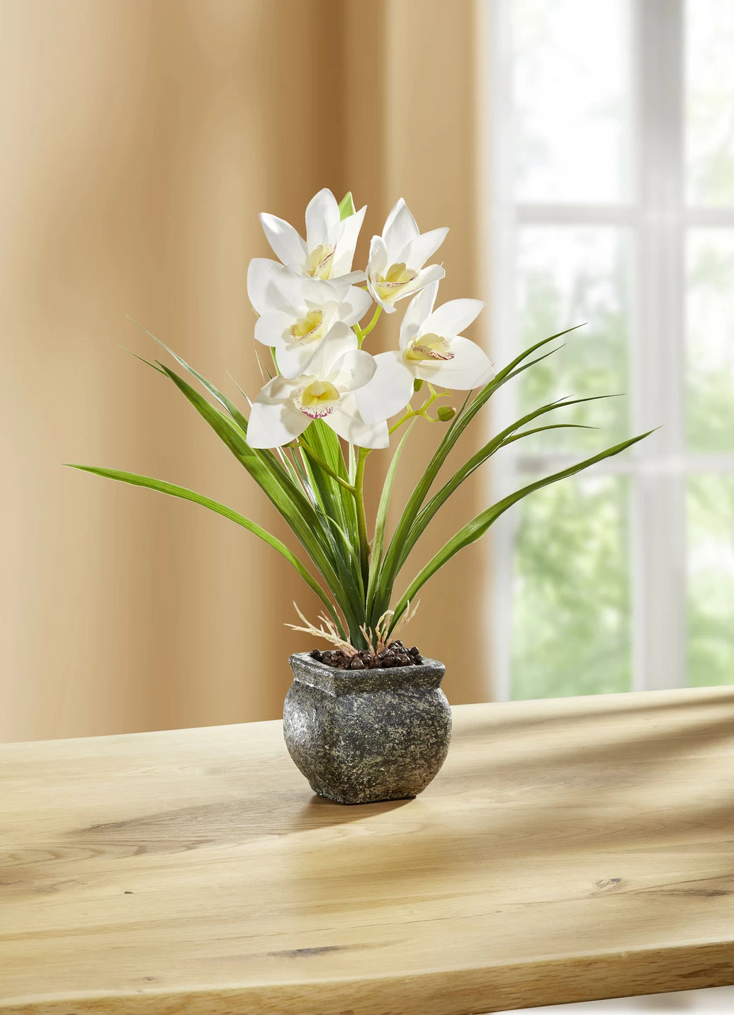 Cymbidium-Orchidee im Zementtopf
