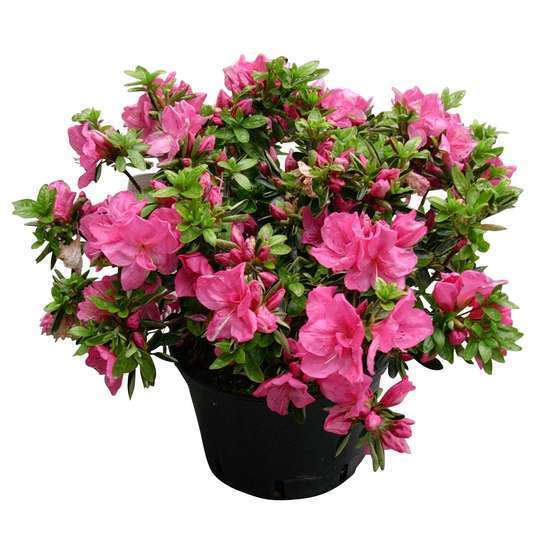 Azalea japonica : H 40/50 cm, ctr 7 L - Coloris variables