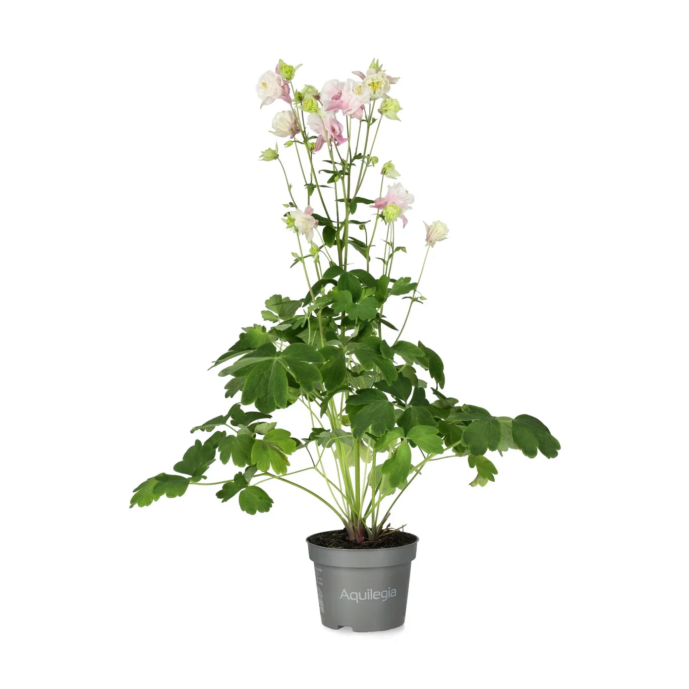 Aquilegia Akeleie miks Ø12,5 cm