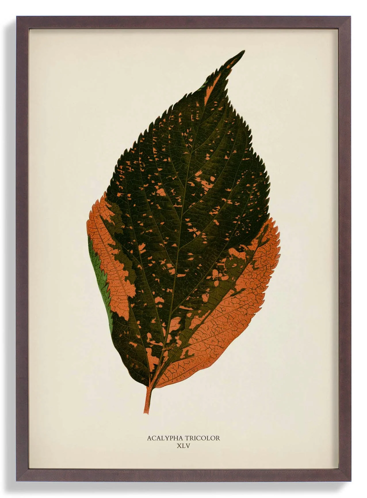Acalypha Tricolor