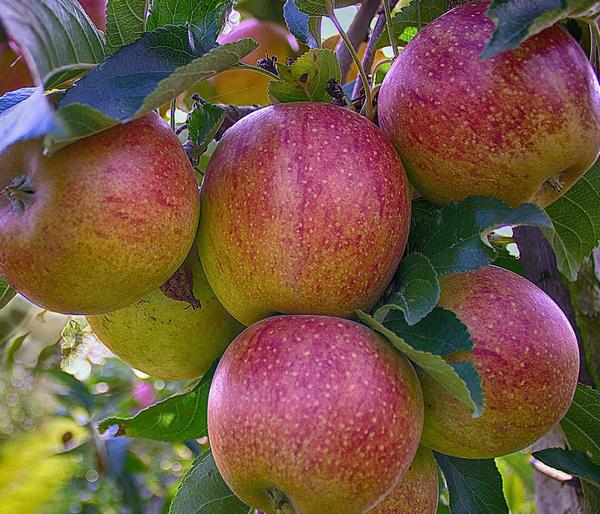 Herbstapfel 'Braeburn'