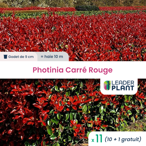 11 x photinia carré rouge en godet