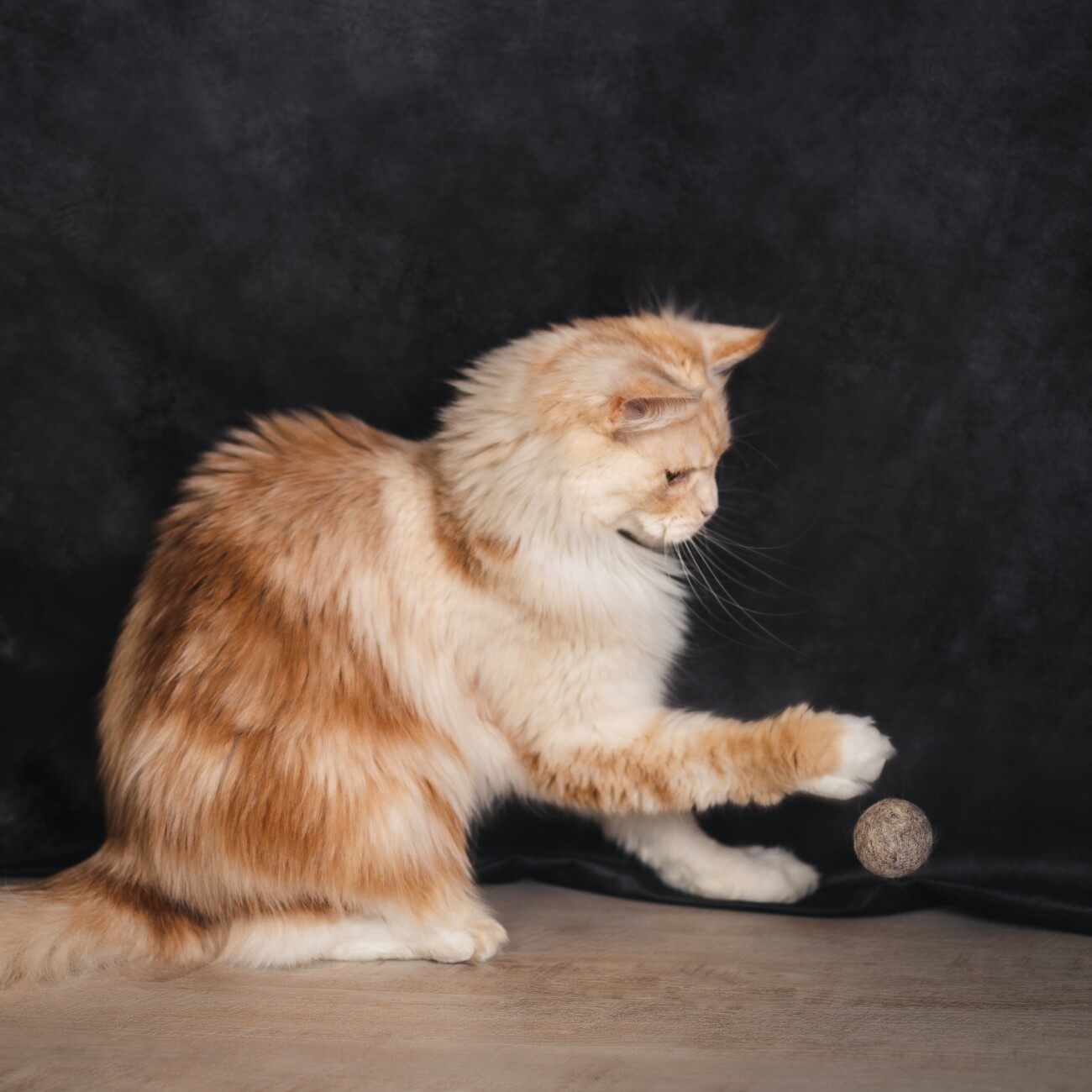 Catlabs Spielzeugset: Miau Moments