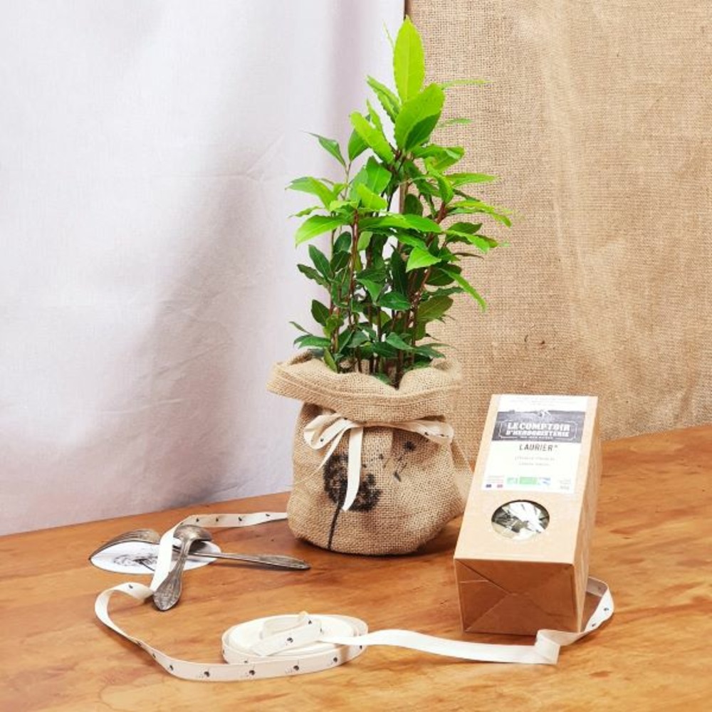 Coffret d'un laurier avec son infusion de laurier bio