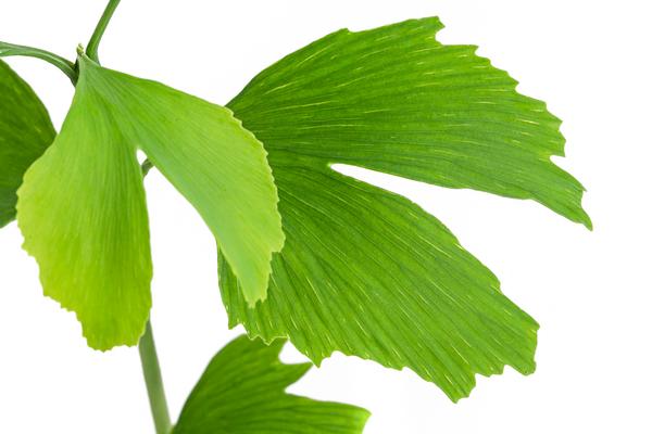 Fächerblattbaum - Ginkgo biloba