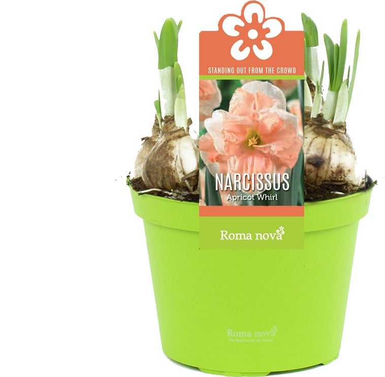 Narcis (Narcissus 'Apricot Whirl') D 12 H 14 cm