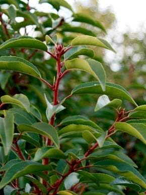 Portugiesische Lorbeerkirsche Prunus lusitanica Angustifolia T.B. 1,3 L 40-50 cm 50 St.