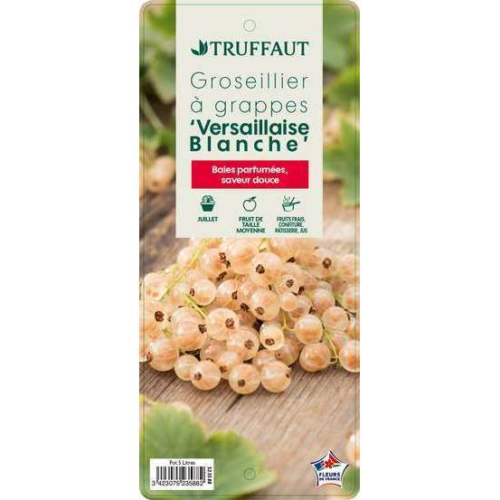 Groseillier à grappes 'Versaillaise blanche': pot de 5 litres