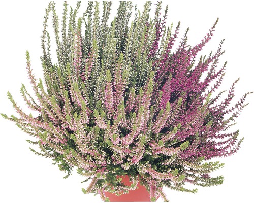 Heide, Gewone heide FloraSelf Calluna vulgaris 'Beauty Lady Trio' Ø 12 cm pot