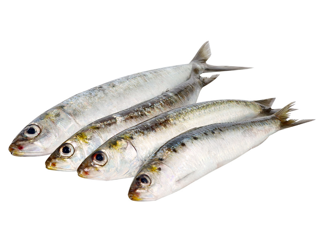 SARDINHA FRESCA INTEIRA KG