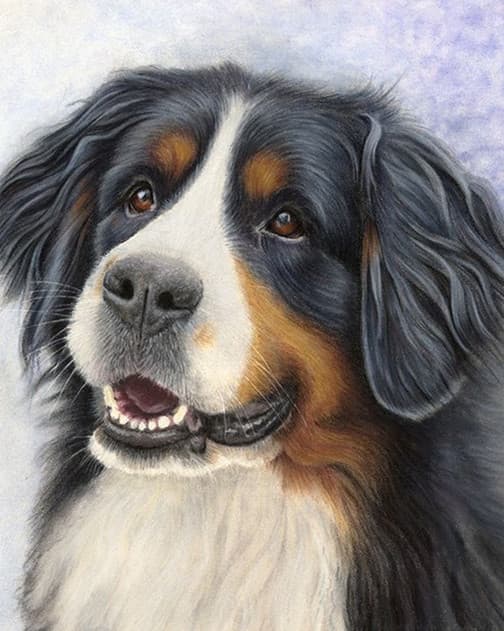 Diamantmaleri - 30x40cm - Berner Sennen