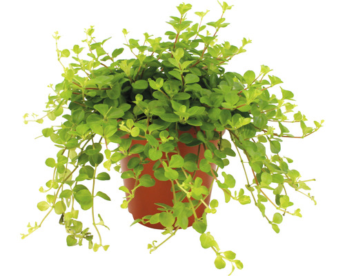 Dwergpeper FloraSelf Peperomia rotundifolia H ca. 20 cm Ø 12 cm pot