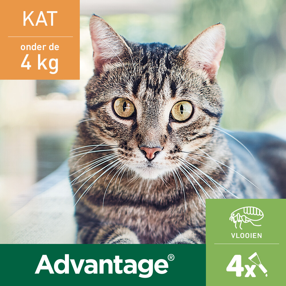 Advantage Anti Vlooiendruppels 40 Kat tot 4 kg4 pipetten