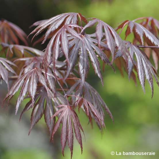 Acer palmatum Trompenburg :C7L h.60/80cm