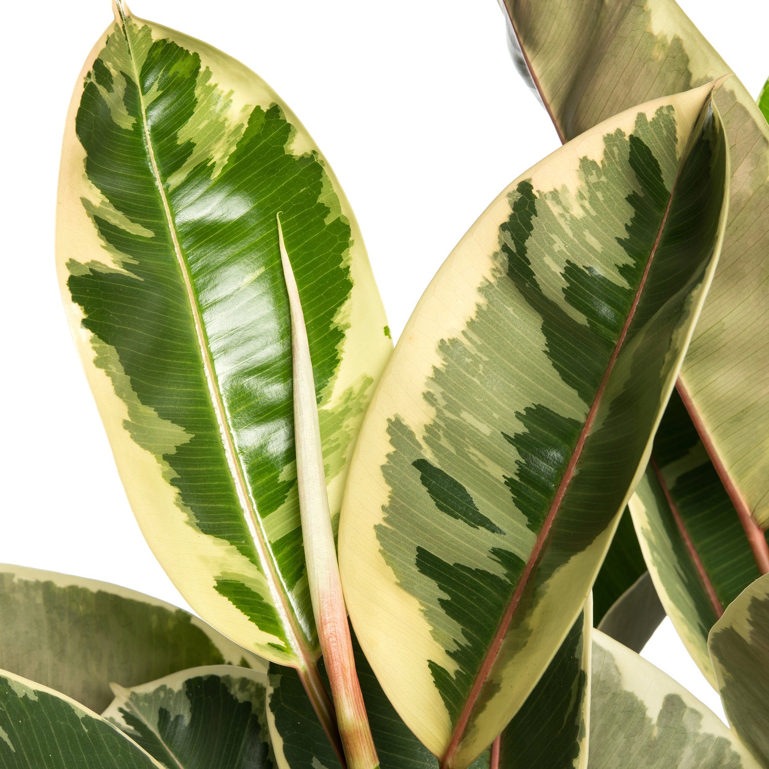 Rubberboom (Ficus elastica 'Tineke') D 24 H 85 cm