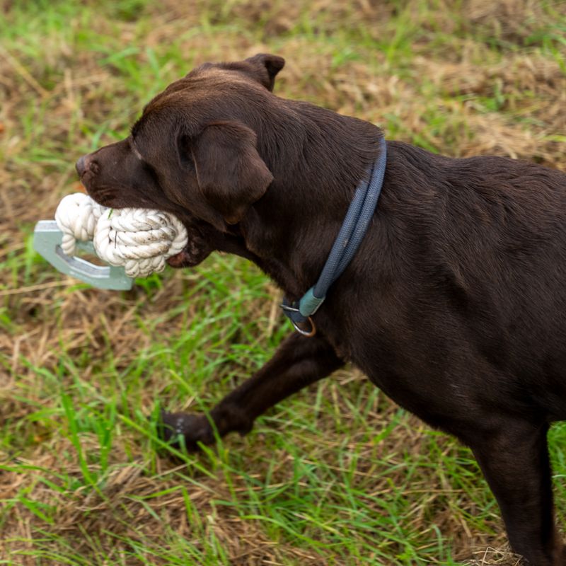 Jouet Modern Living Vigo pour chien