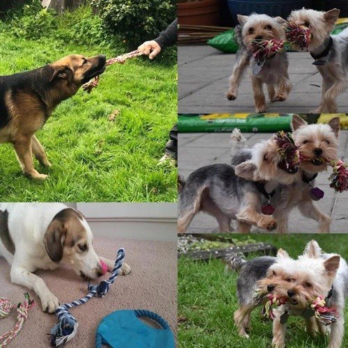 Conjunto de brinquedos multicoloridos para cães