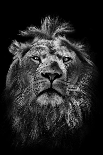 Aludibondbild WILDES AFRIKA