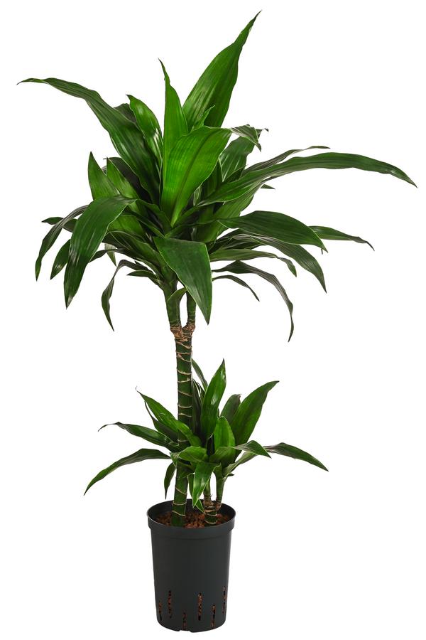 Drachenbaum - Dracaena 'Janet Craig',