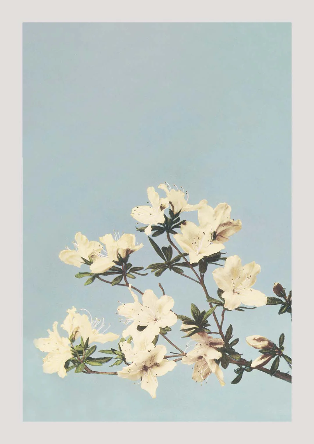 Japanische Azaleen von Ogawa Kazumasa
