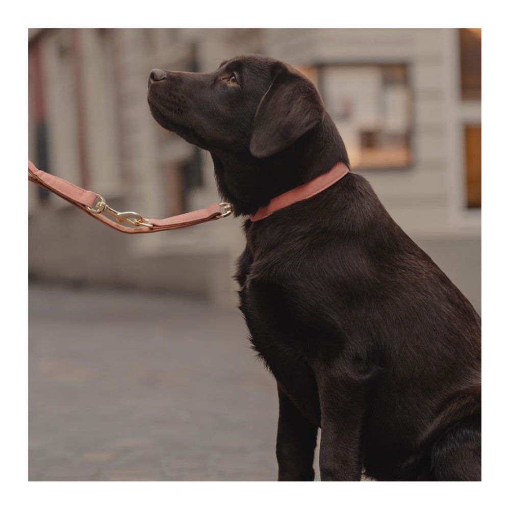 Kentucky CUIR VEGAN -  Collier pour chien peach/brown