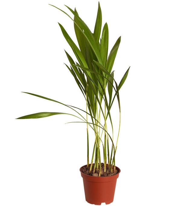 Goldfruchtpalme - Dypsis lutescens