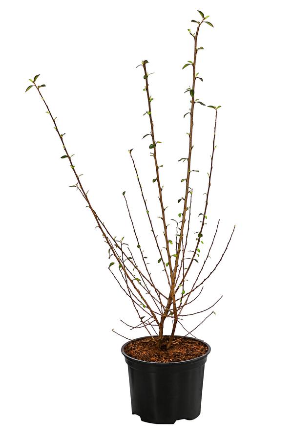 Strauchmispel
