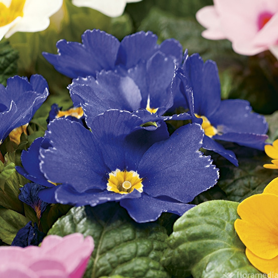 Primevère : coupe de 5 plantes - Coloris variables