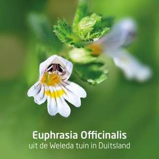 Weleda Ogentroost Druppels 10ML