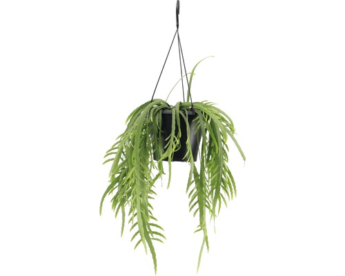 Bladcactus hangmand FloraSelf Lepismium bolivianum in een bloemenmand als set, hoogte inclusief pot 20-30 cm Ø 17 cm pot