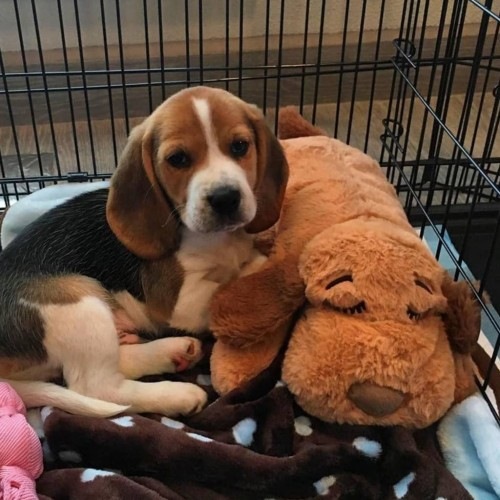 Kit Inicial Snuggle Puppy - Brinquedo Marrom para Cães