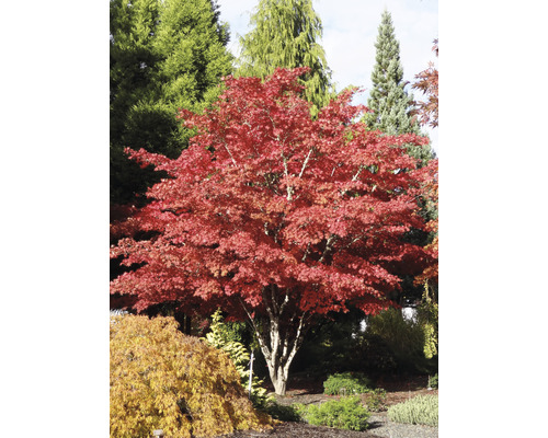Rode Japanse esdoorn Acer palmatum 'Atropurpureum' H 60-80 cm Co 6.5 L