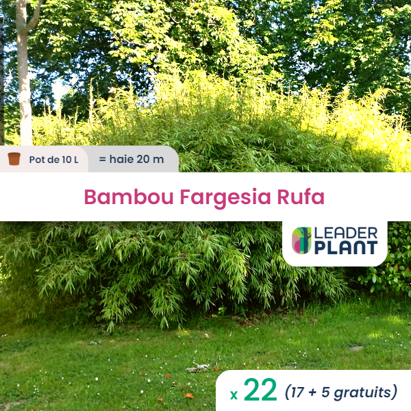 22 x bambou fargesia rufa en pot de 10 l
