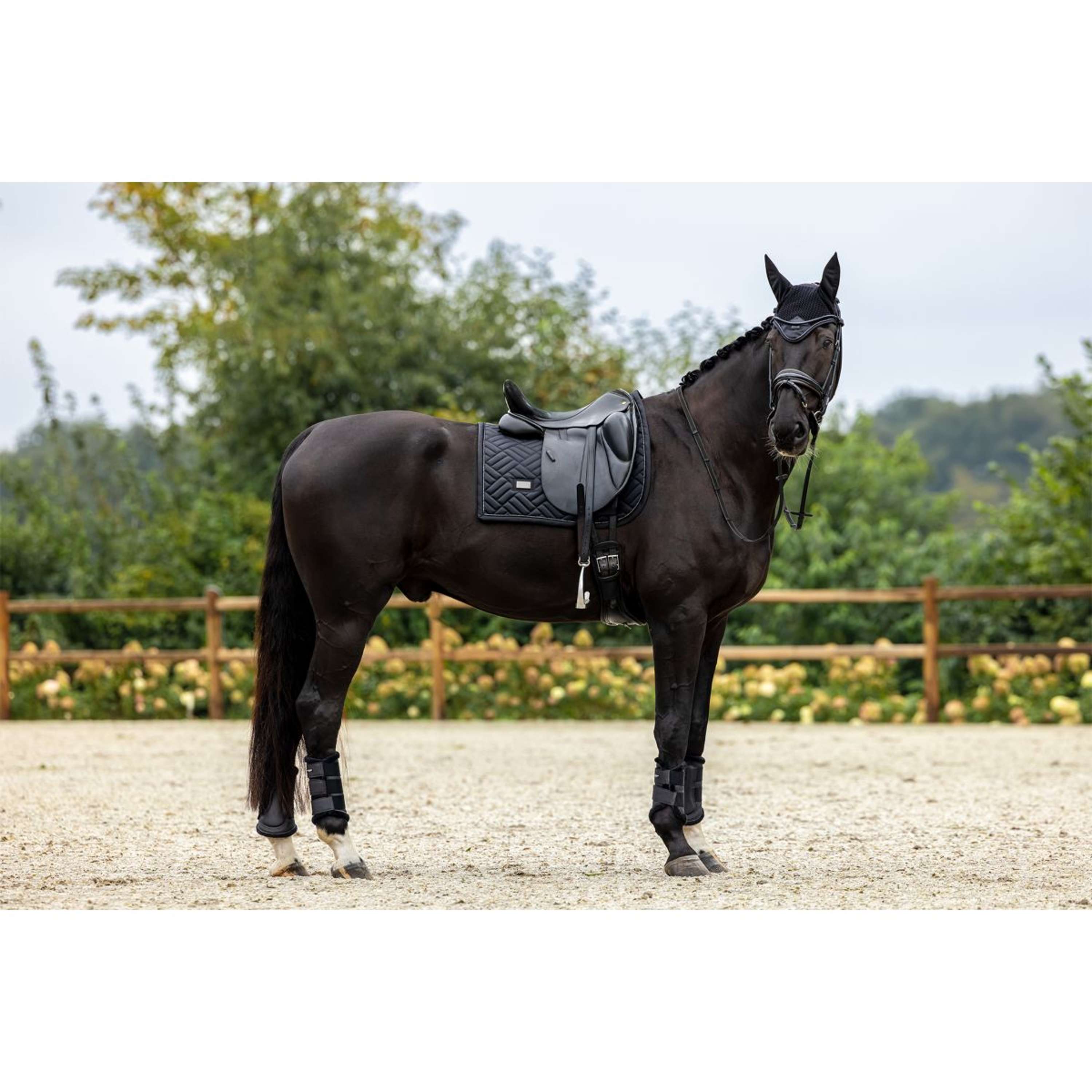 Equestrian Stockholm Oornetje Black Edition