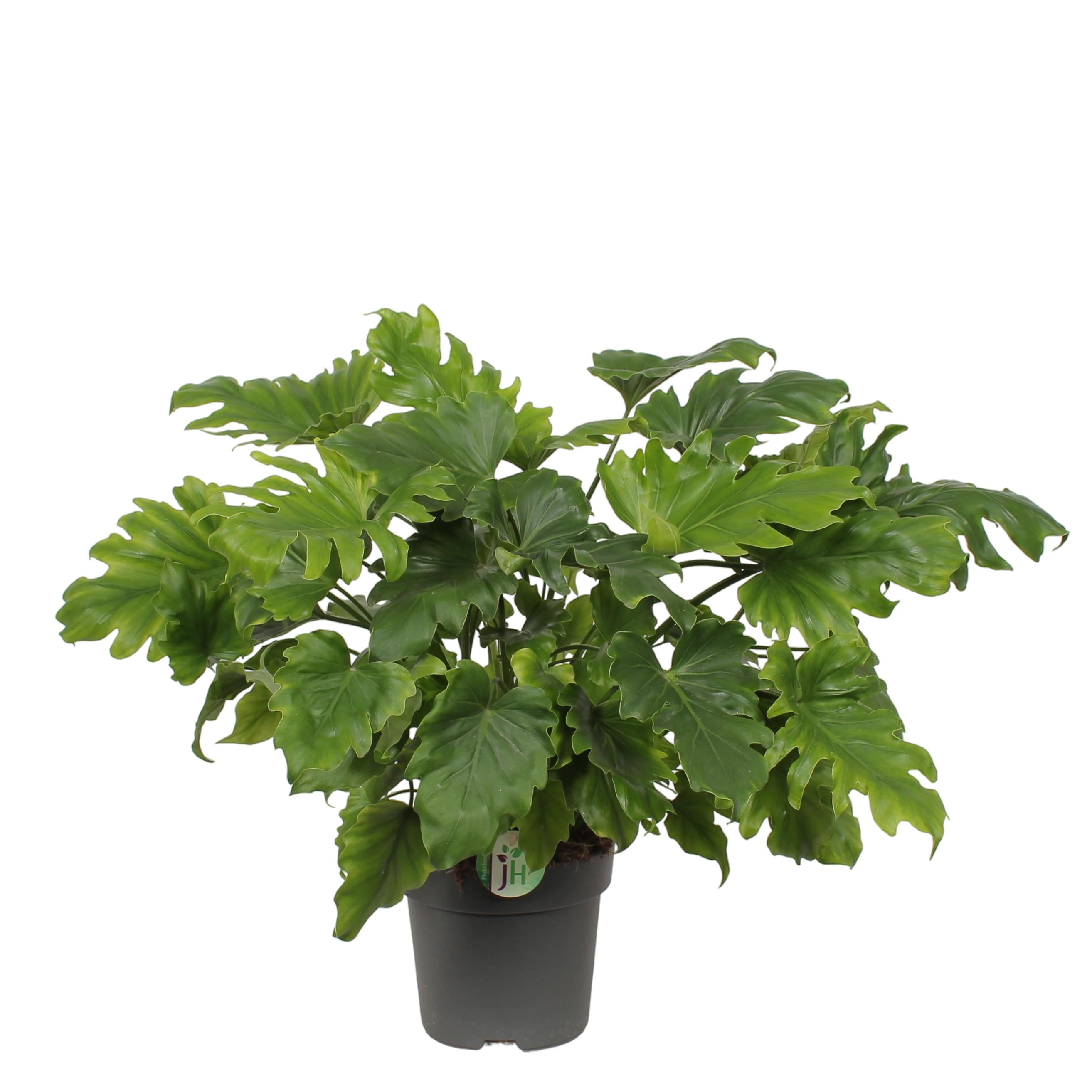 Plante d'intérieur - philodendron 'little hope' 60.0cm