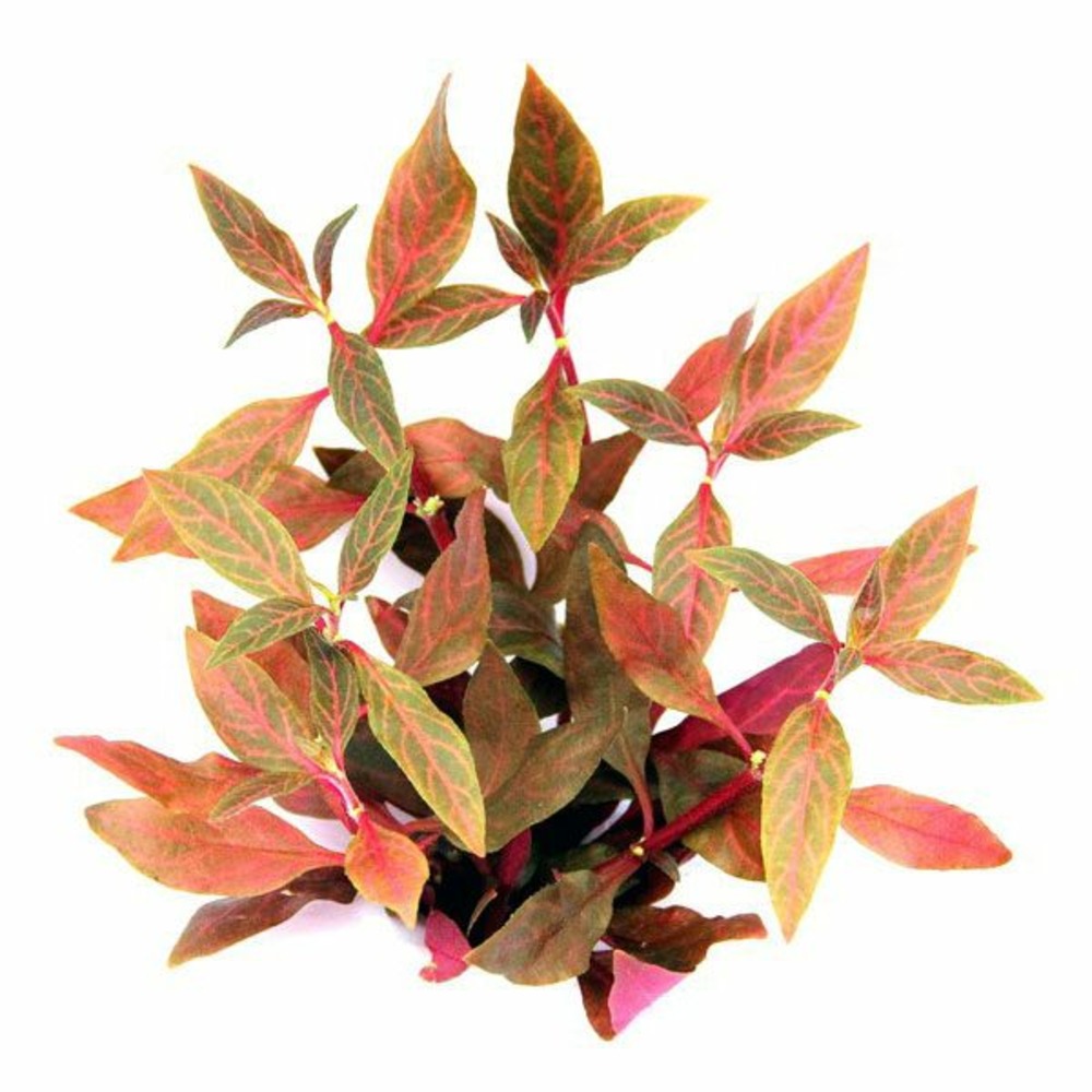 Alternanthera reineckii red ruby